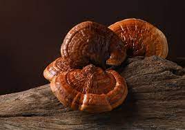 Reishi Mushroom Tincture – Stress Relief, Immunity & Deep Sleep Support
