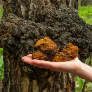 Chaga Mushroom Tincture โ Immunity, Antioxidants & Longevity Boost (50ml)