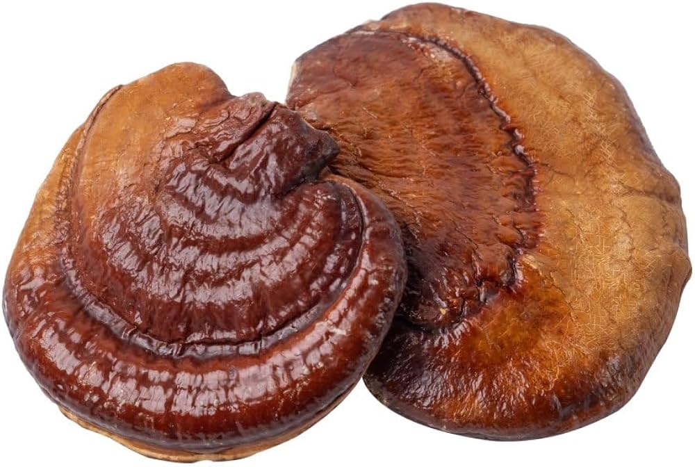 Reishi Mushroom Tincture – Stress Relief, Immunity & Deep Sleep Support