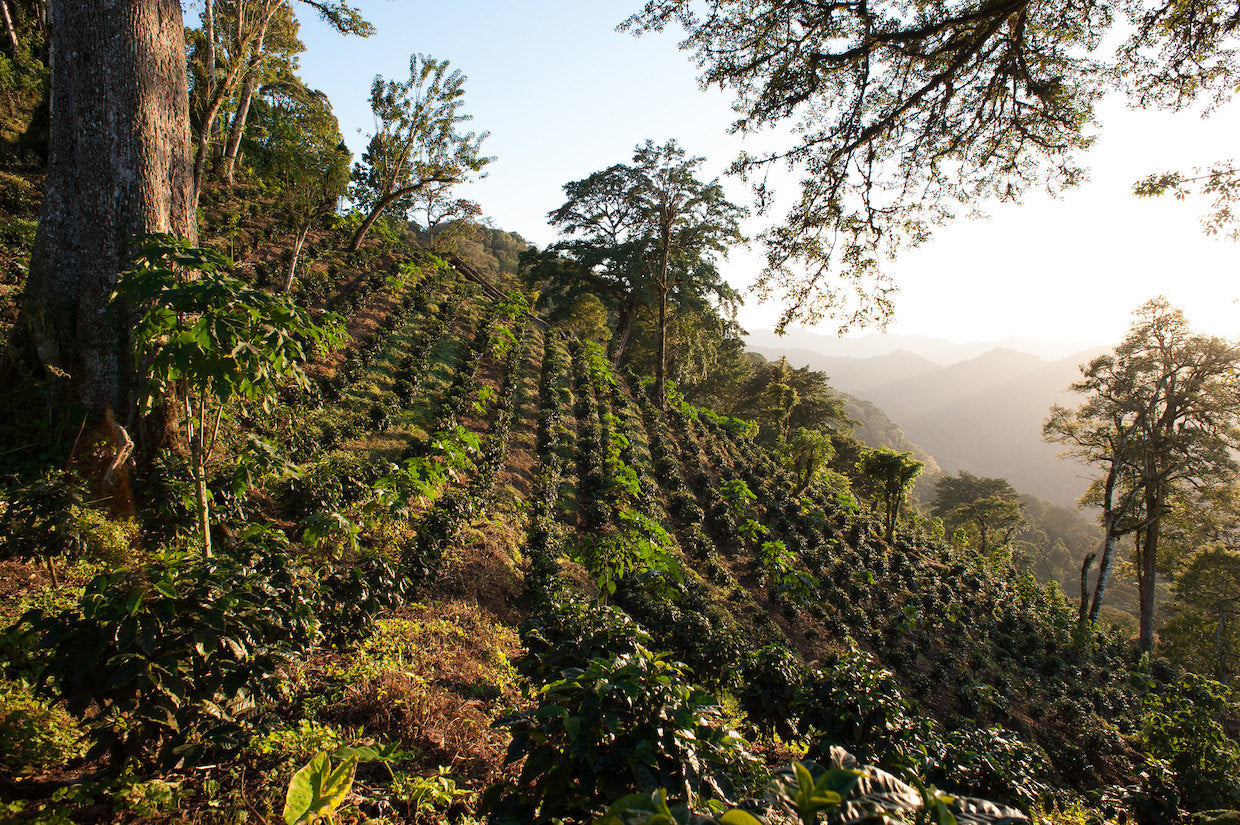 CLNF Coffee – Volcanic Roast from Nicaragua (250g)