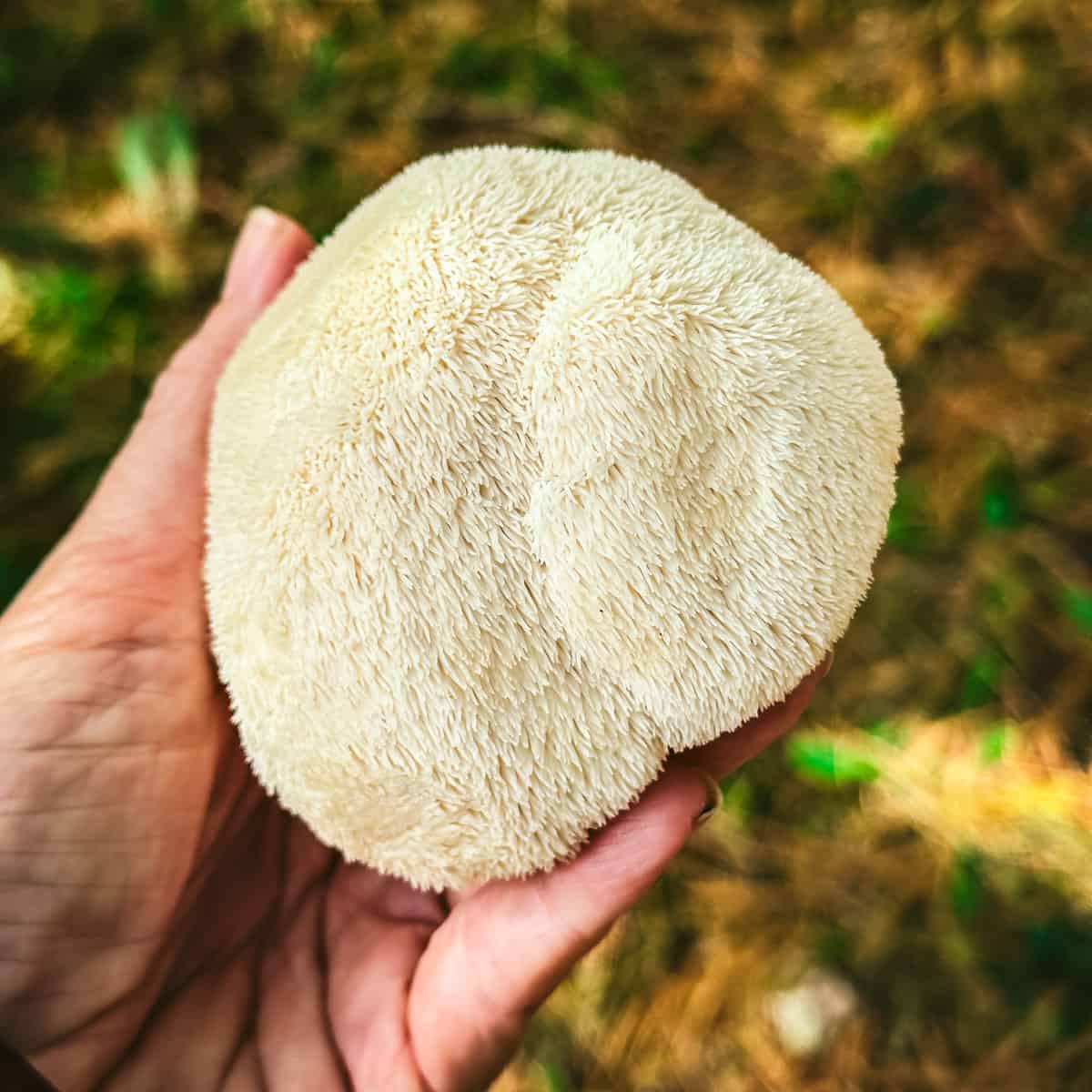 Made-to-Order Lion’s Mane Tincture
