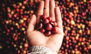 CLNF Coffee – Volcanic Roast from Nicaragua (250g)
