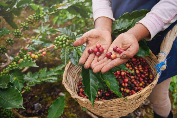 CLNF Coffee – Volcanic Roast from Nicaragua (250g)