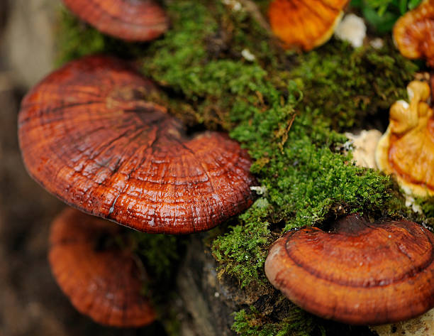 Reishi Mushroom Tincture – Stress Relief, Immunity & Deep Sleep Support