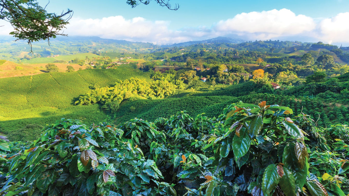 CLNF Coffee – Volcanic Roast from Nicaragua (250g)