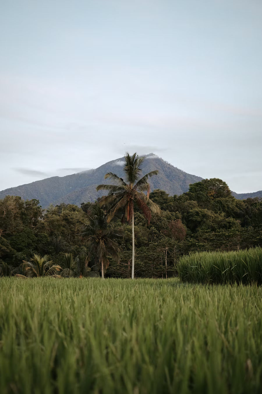 CLNF Coffee – Volcanic Roast from Nicaragua (250g)