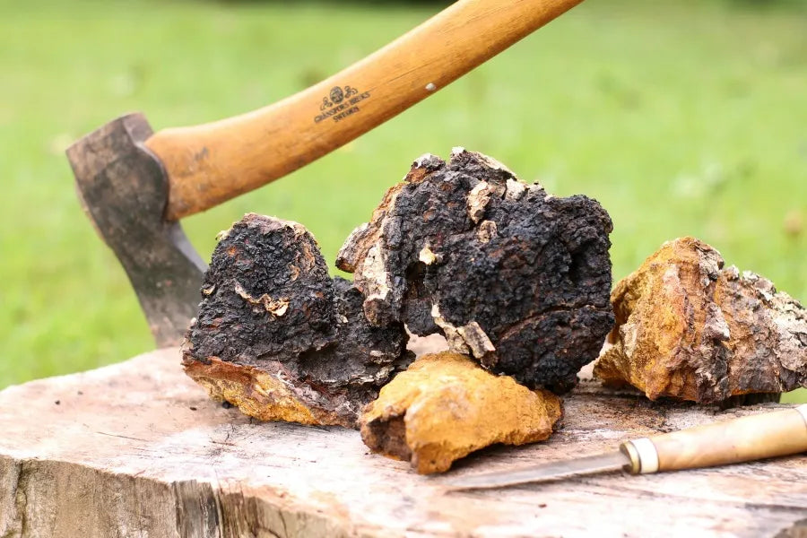 Chaga Mushroom Tincture โ Immunity, Antioxidants & Longevity Boost (50ml)